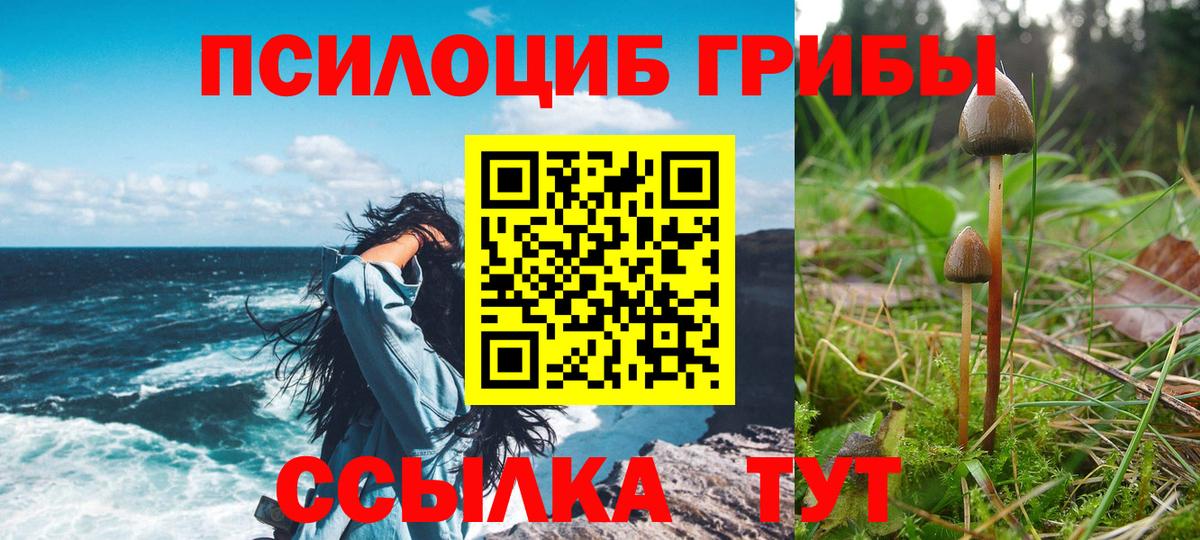 Сертолово  Галлюциногенные грибы Psilocybe  Вход с VPN  Псилоцибиновые грибы прущие грибы 